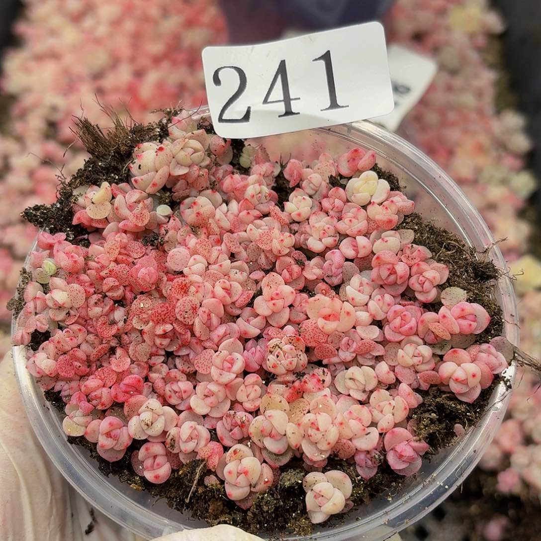 鑫*:多肉植物多肉植物241