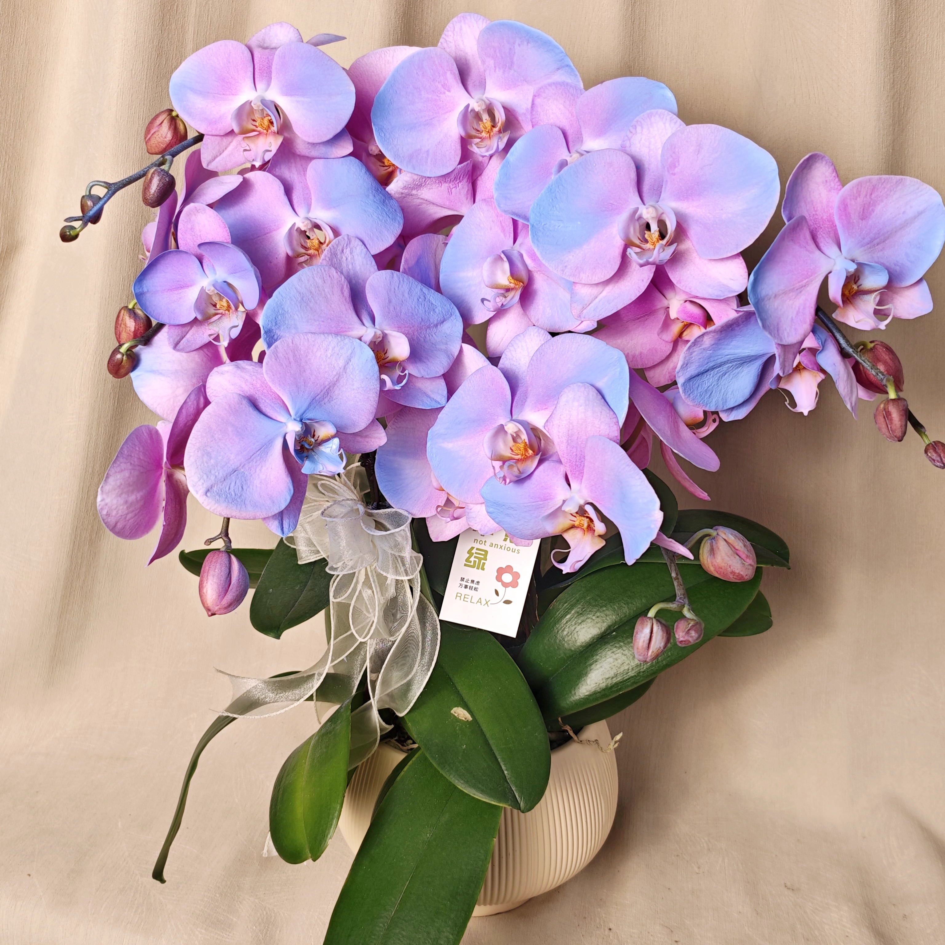 【蓝莓】蝴蝶兰高端稀有渐变 艺术喷染造型 好看耐摆