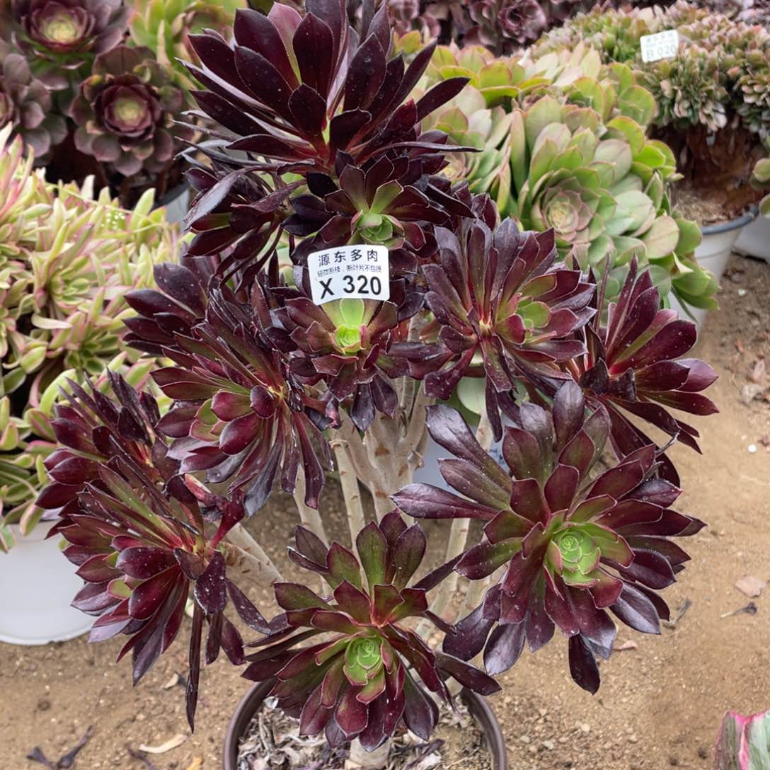 320黑法师多肉法师断枝不包