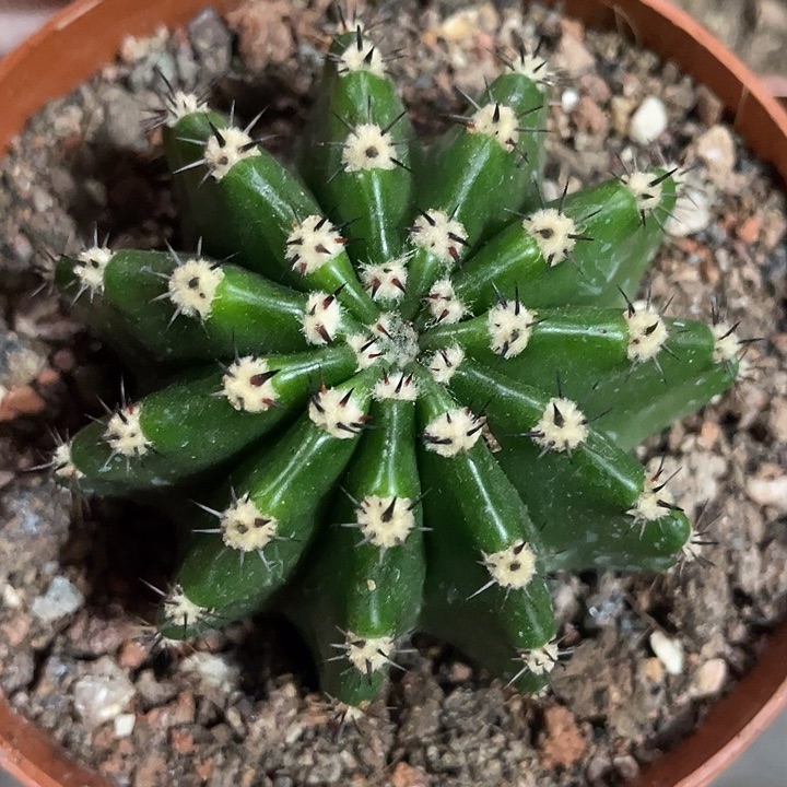 22号实生高耸短刺彩草