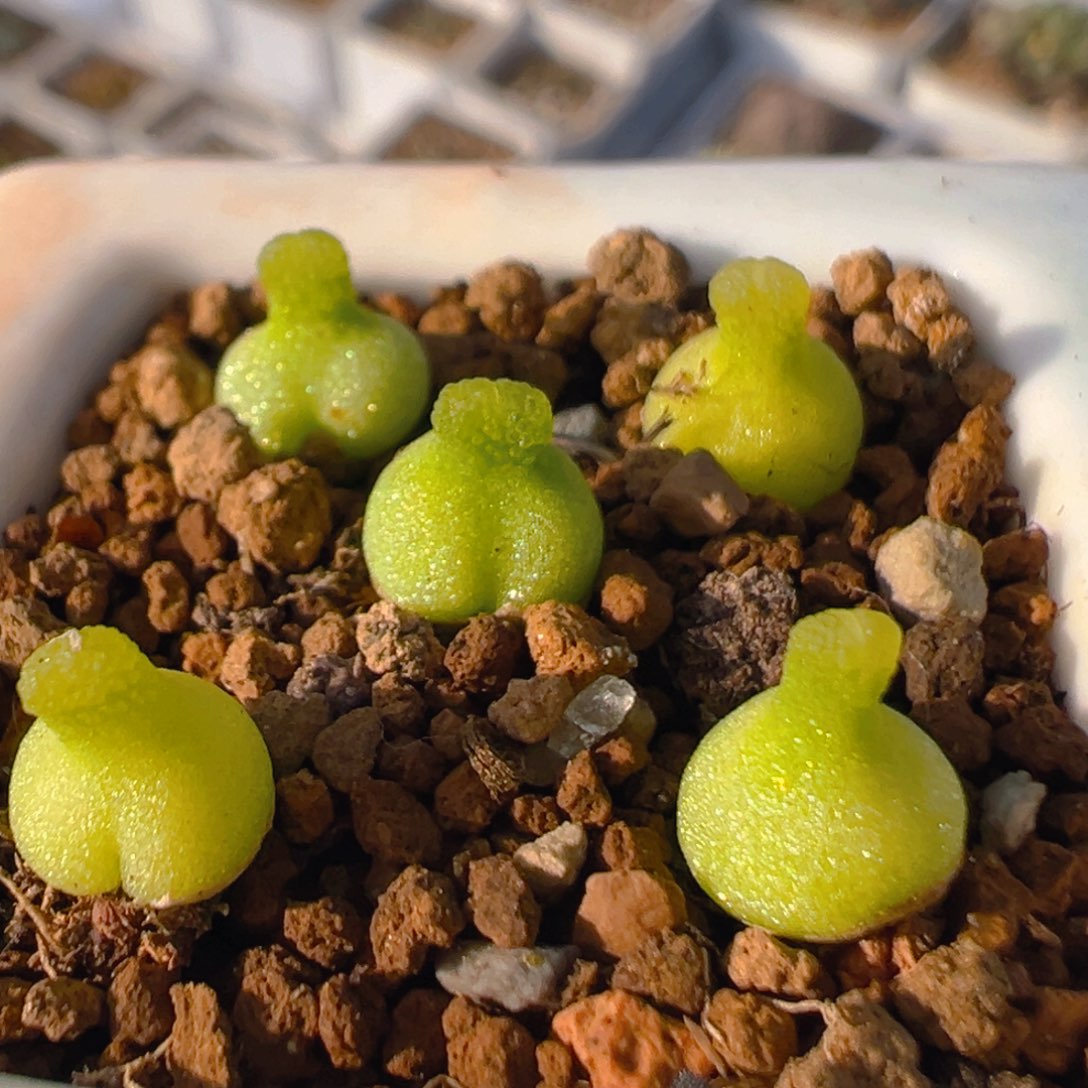 9003多肉植物百科知识