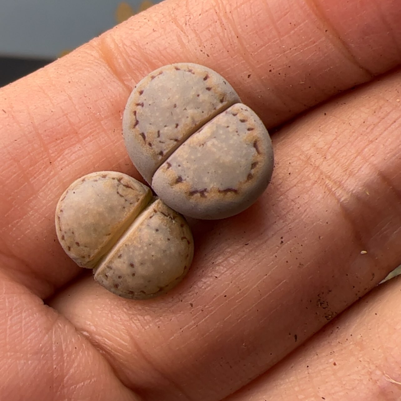 【闪购商品】00000004