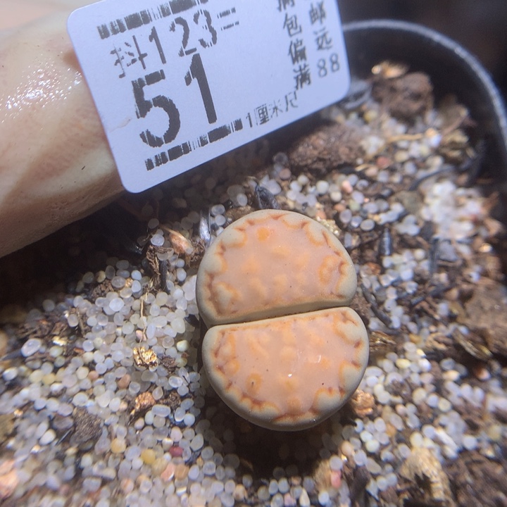 精品生石花123.51