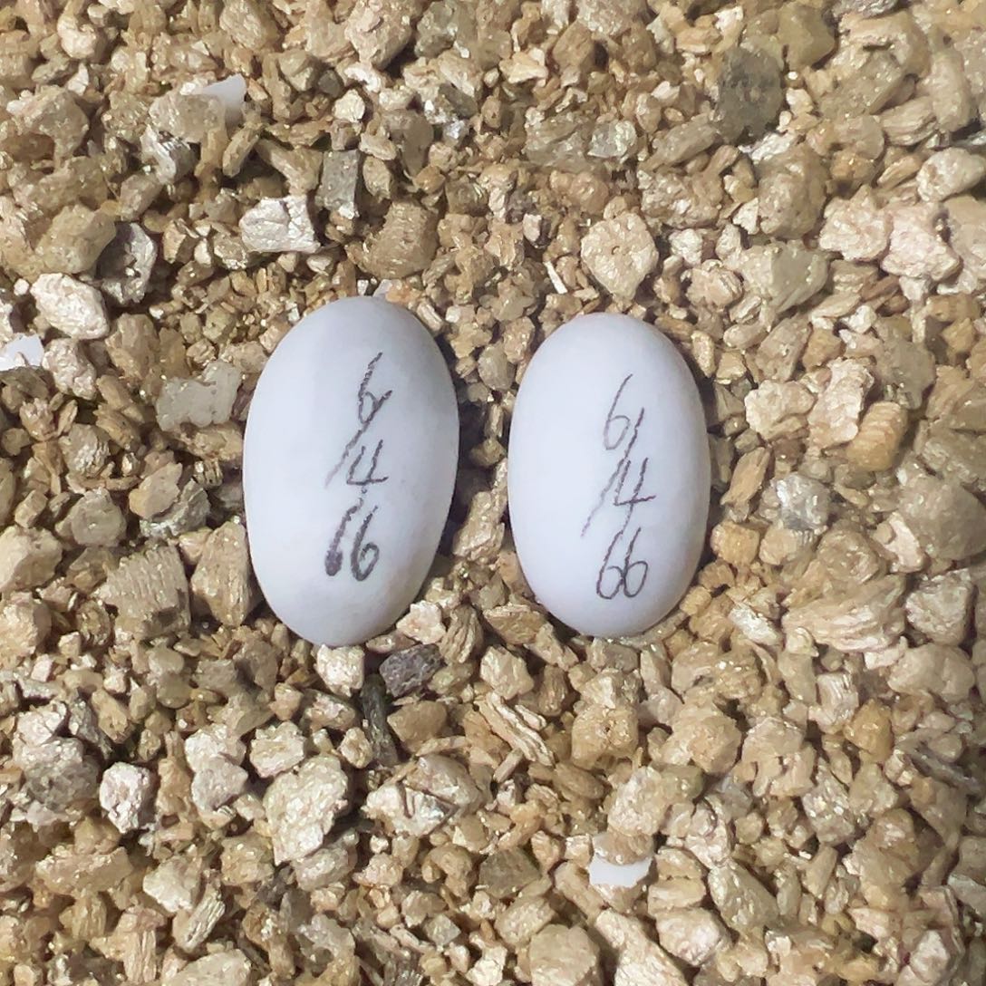 不分公母剃刀龟公温