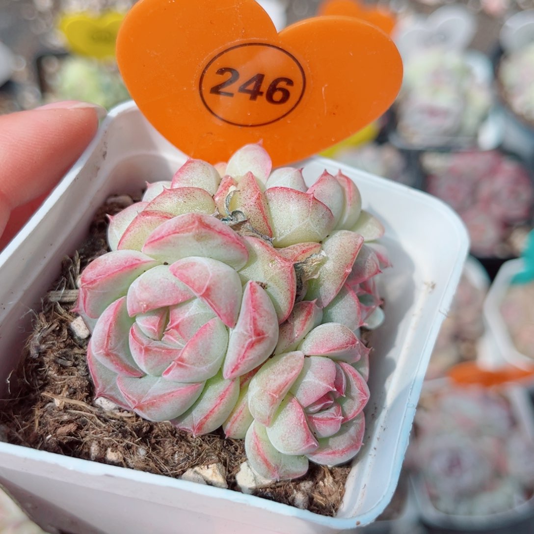 风靡园艺樱珀珍妮群5头