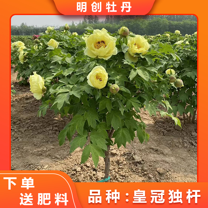 【皇冠独杆老桩】黄色大花柠檬香味重瓣大花牡丹带土球