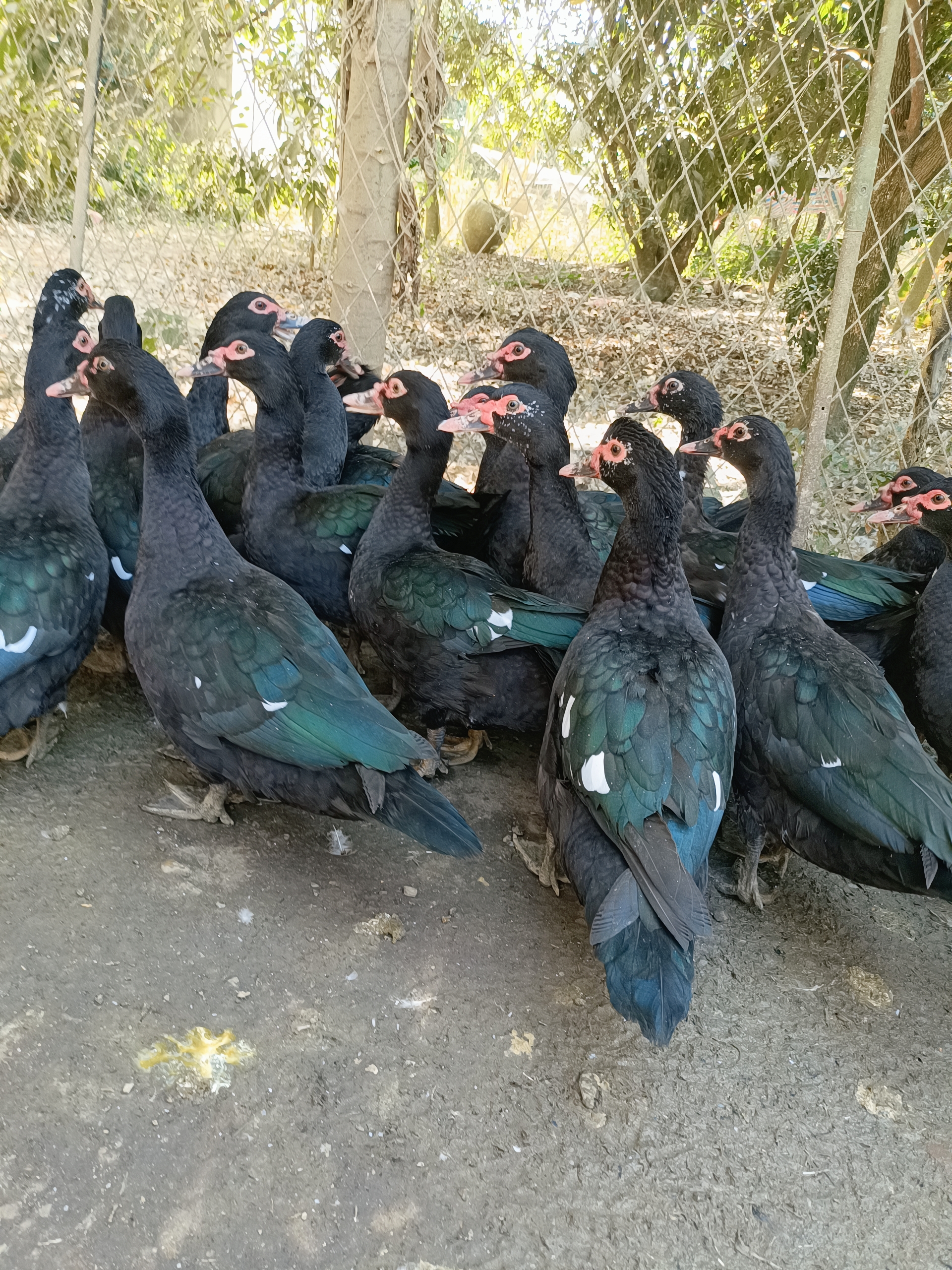 老番鸭黑羽正番鸭红烧白切煲汤佳品4斤起