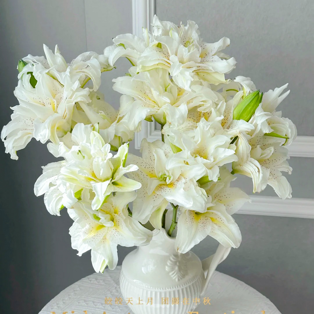 云花巷重瓣百合【白拉菲】高品质鲜花 顺丰直发 