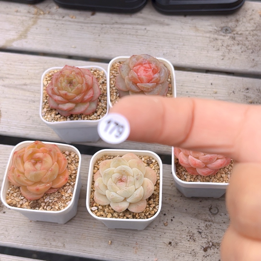 哦***y179  满18包邮 充