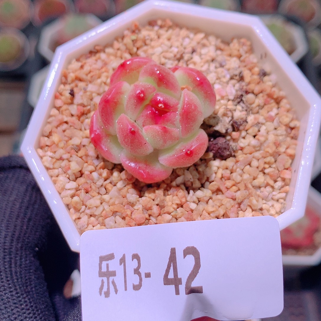 乐然13-42 精选糖心 