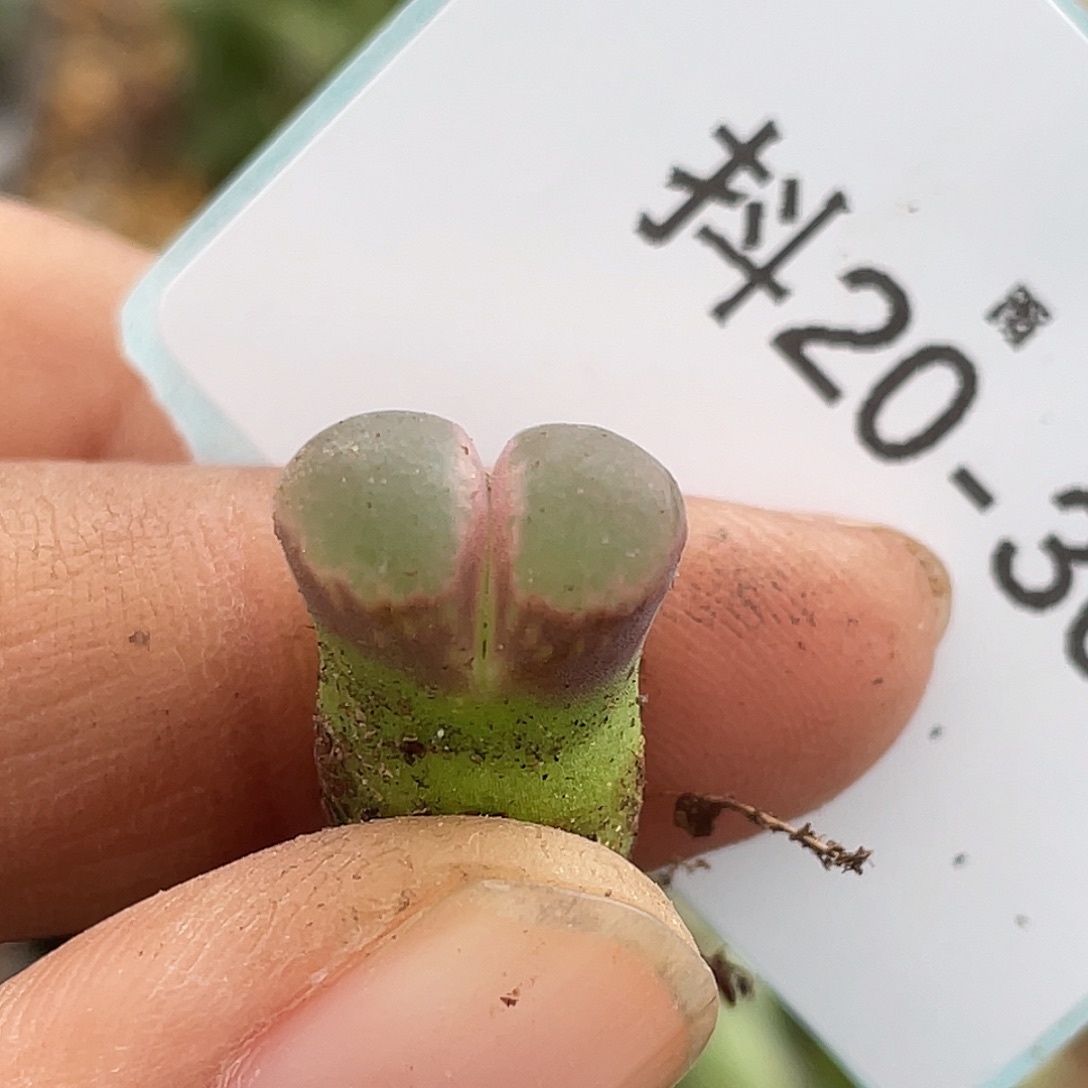 20-30风铃多肉植物