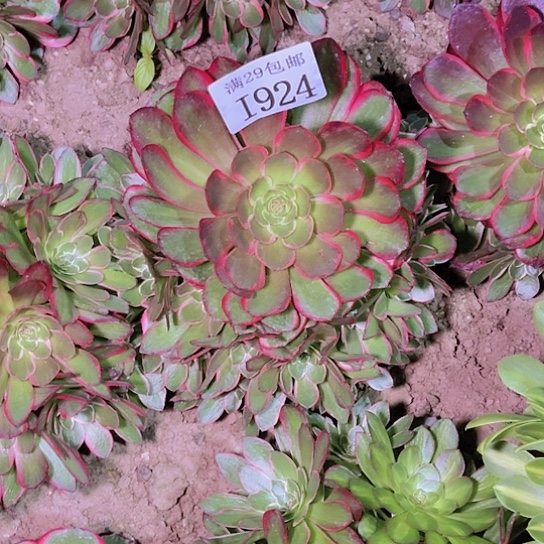 国***?1924粉花妖多肉植物