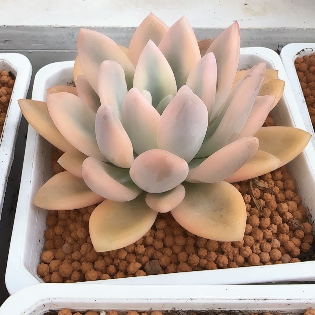 彩色奥普锦多肉植物