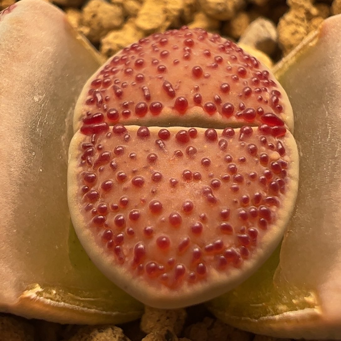 粉焰母本多肉植物百科