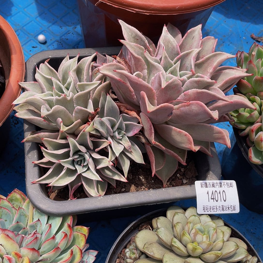 小**?饺子皮14010多肉