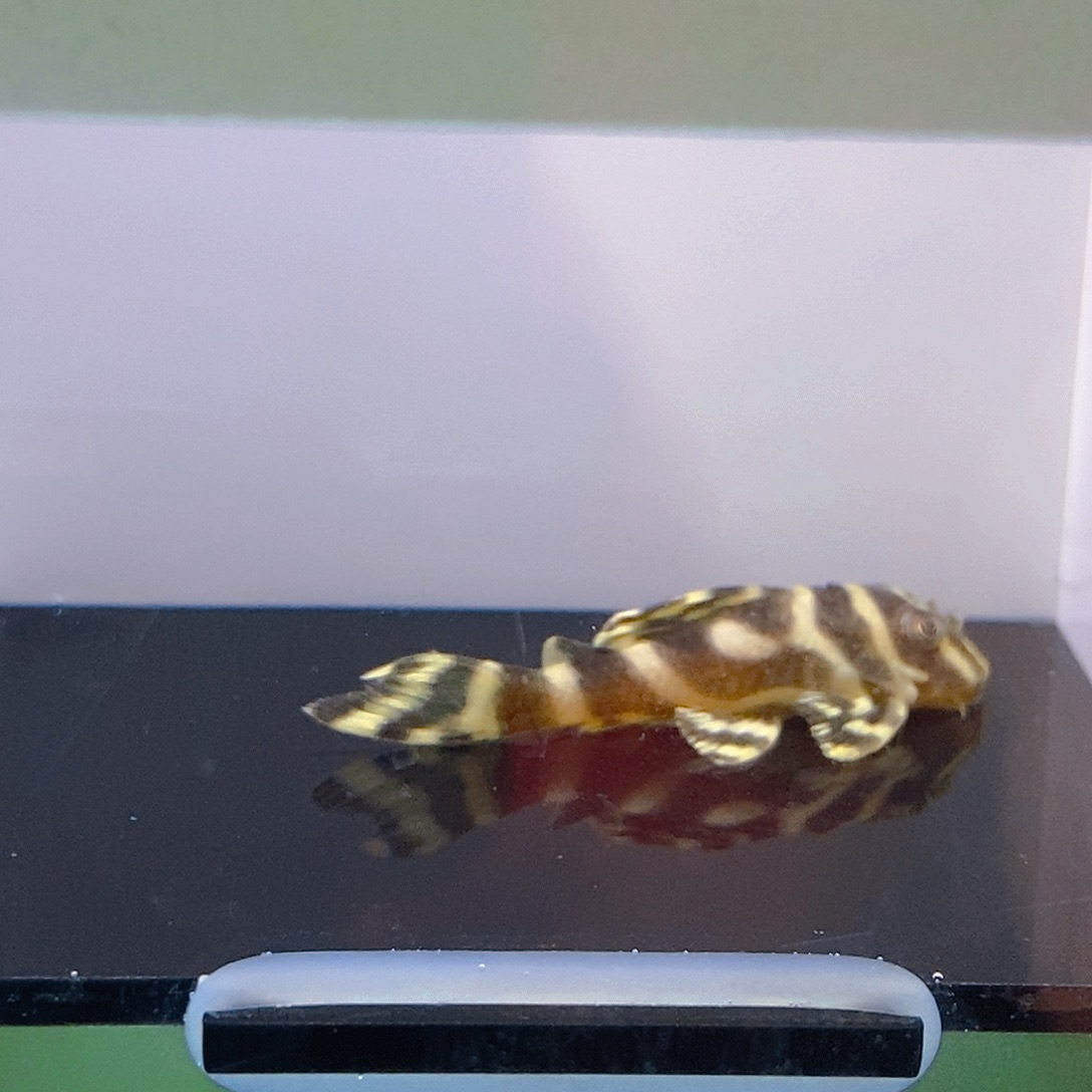 清道夫鱼34号异型
