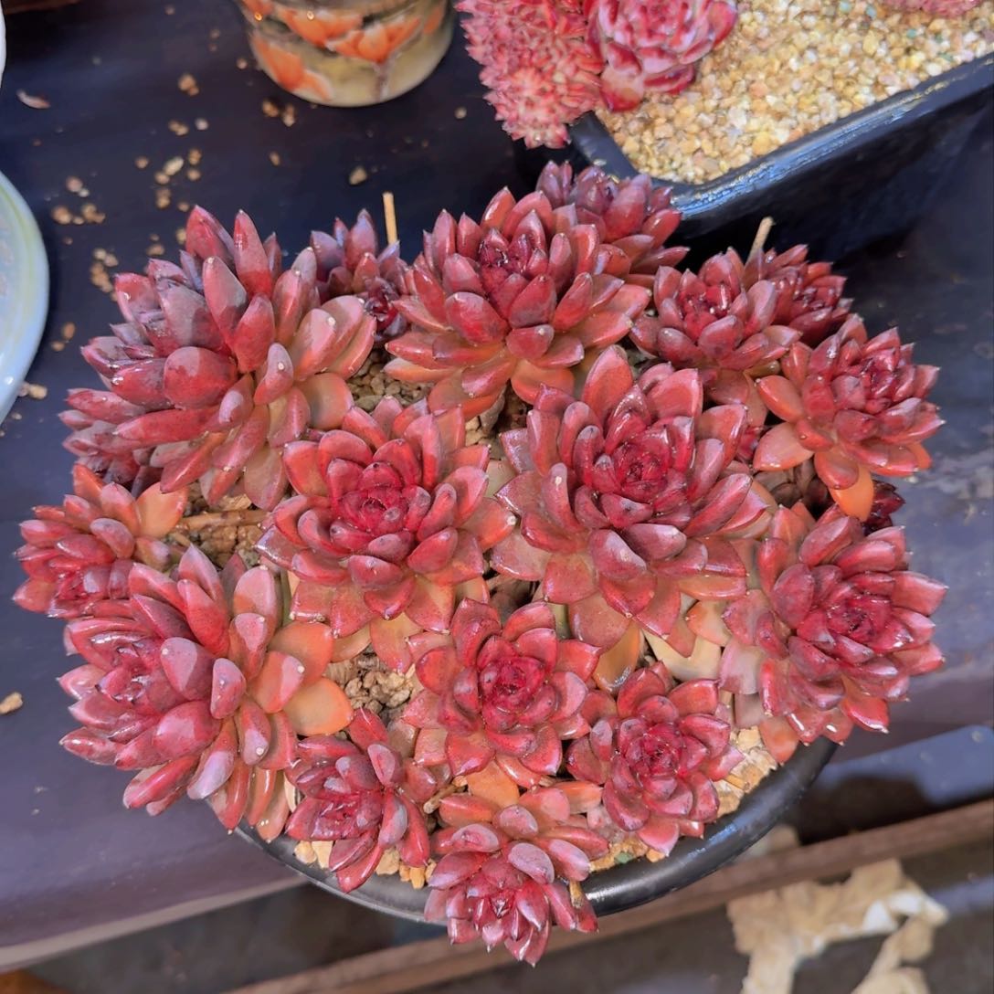 用****2多肉植物的生长发育