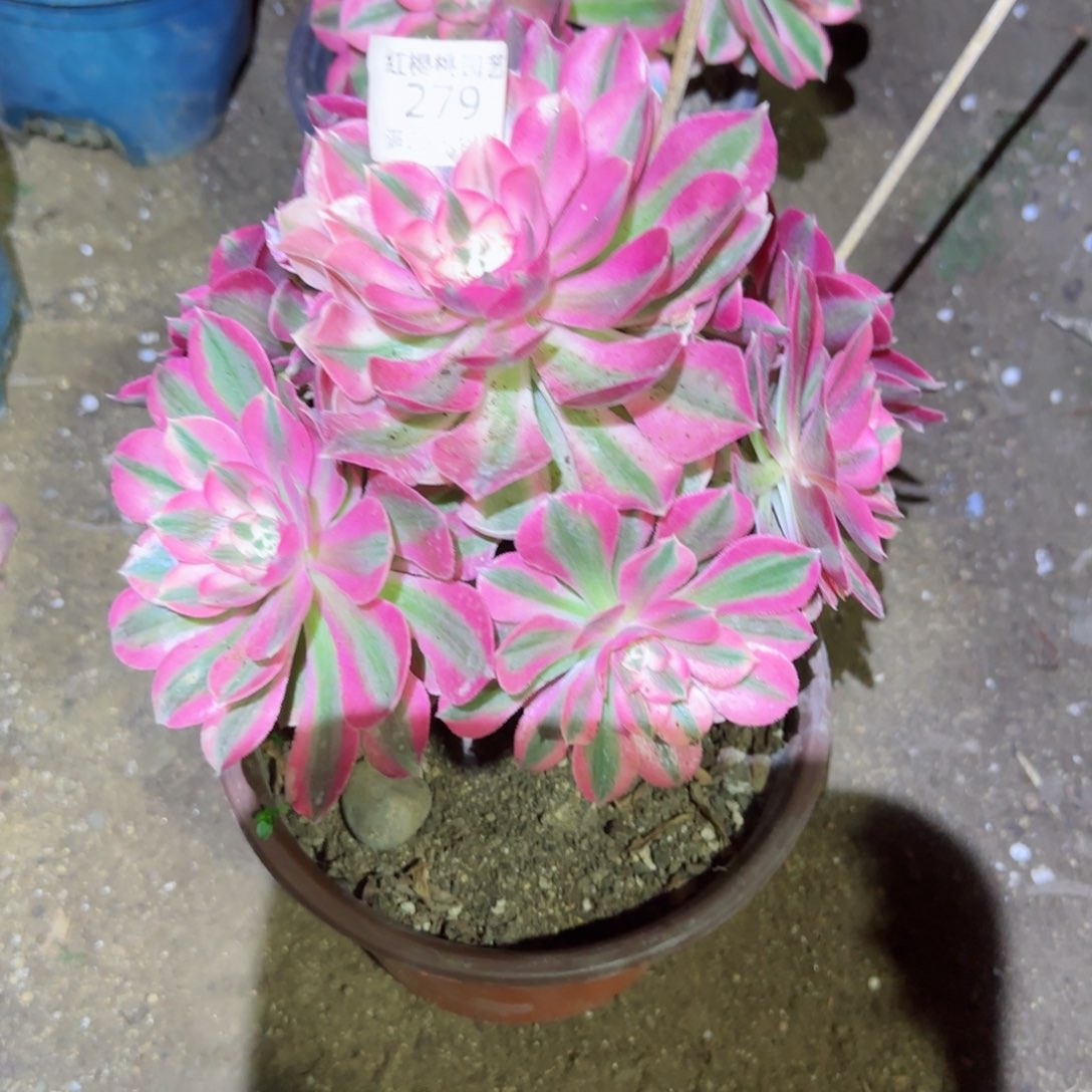 女巫法师多肉279