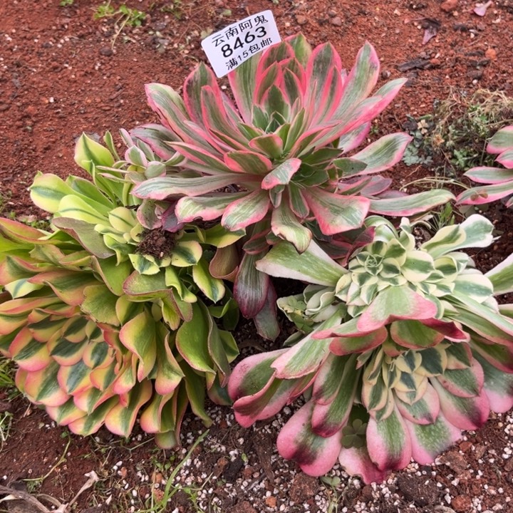 组合8463多肉植物法师