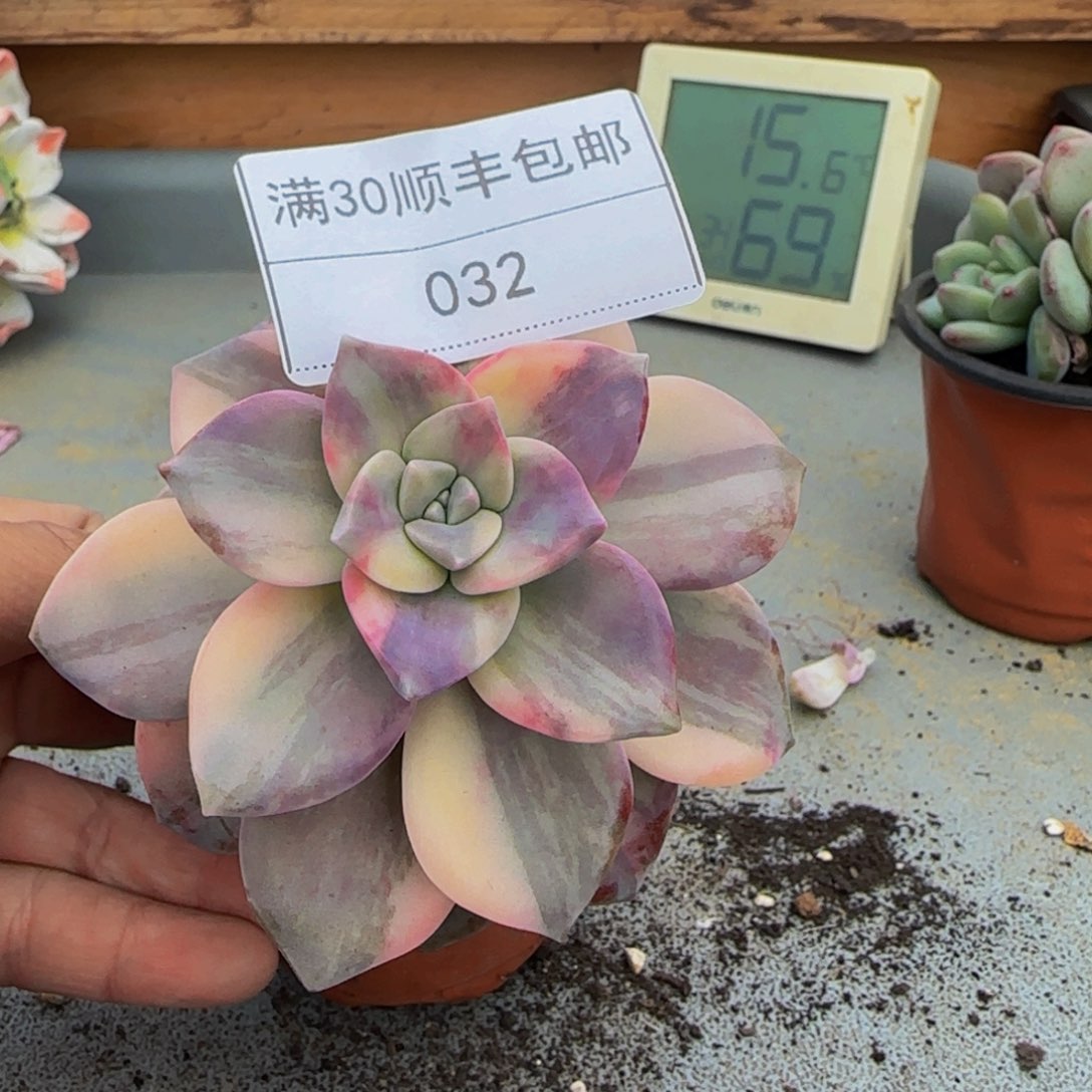 033紫乐锦多肉单头黄锦