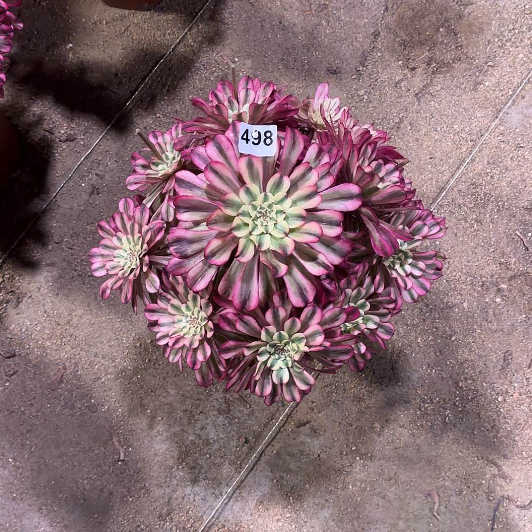 多肉法师十里红妆498