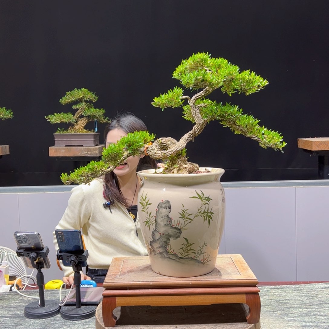 绿植黄杨盆景盆景