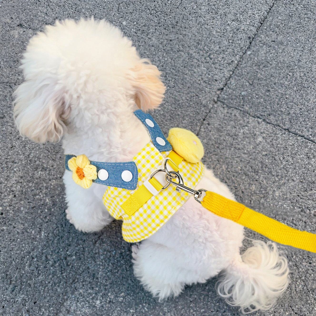 狗狗牵引绳小型犬外出胸背带背心式溜猫绳溜狗绳子高颜值宠物用品