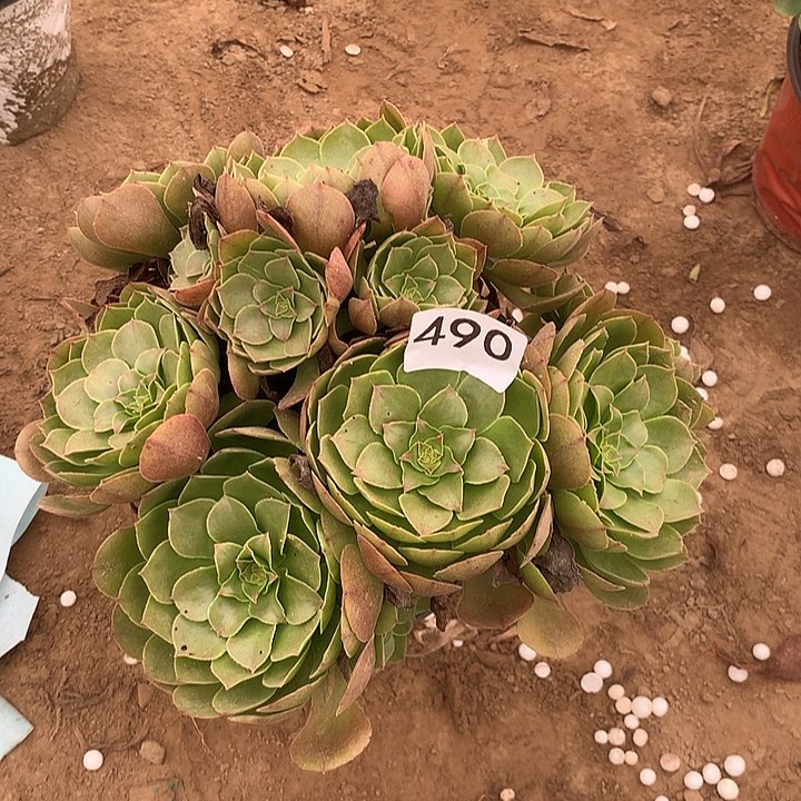 无花朵490万圣节多肉