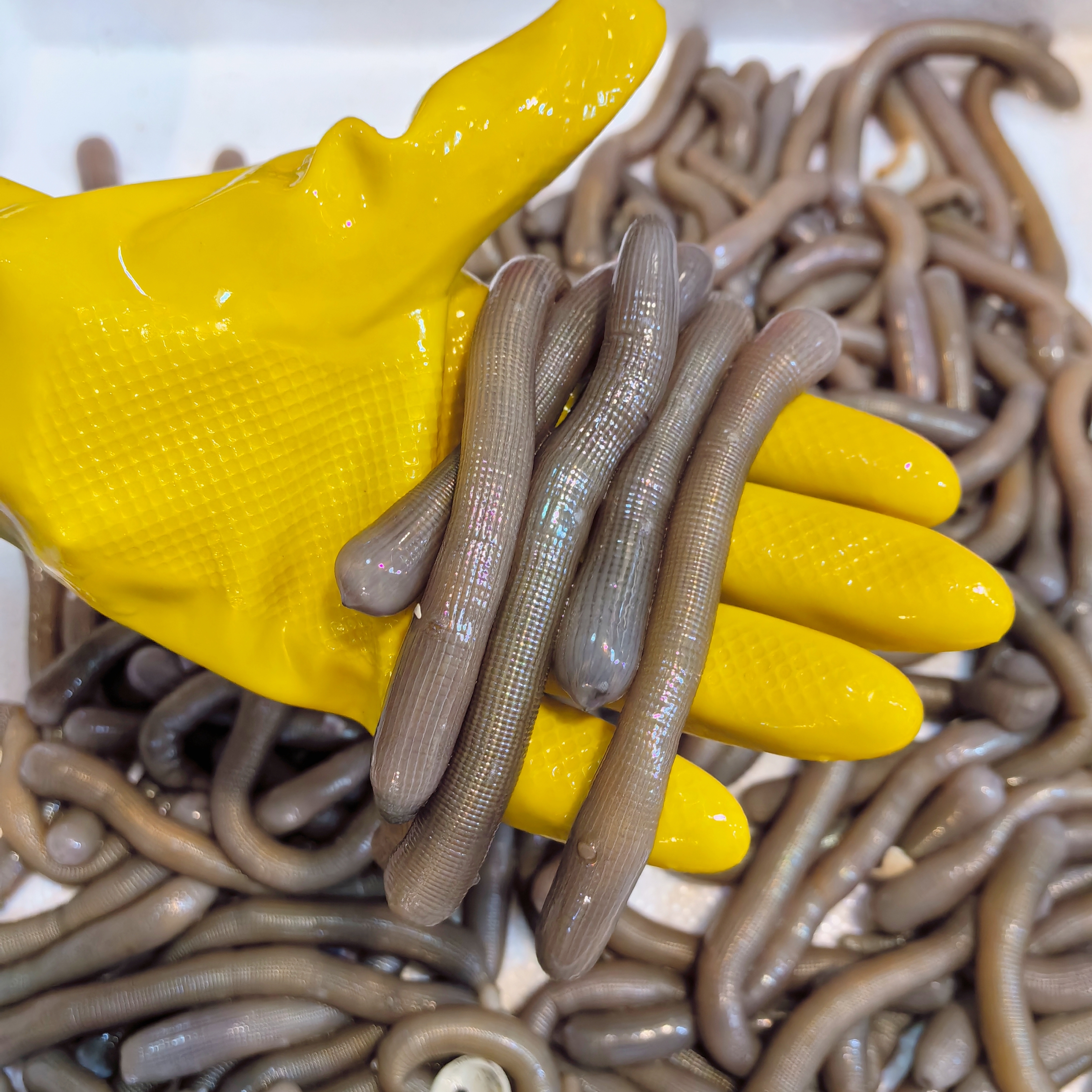 【阿同优选】海地龙沙虫海肠