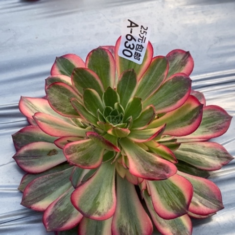 ?****?630黑魔锦满25包邮多肉