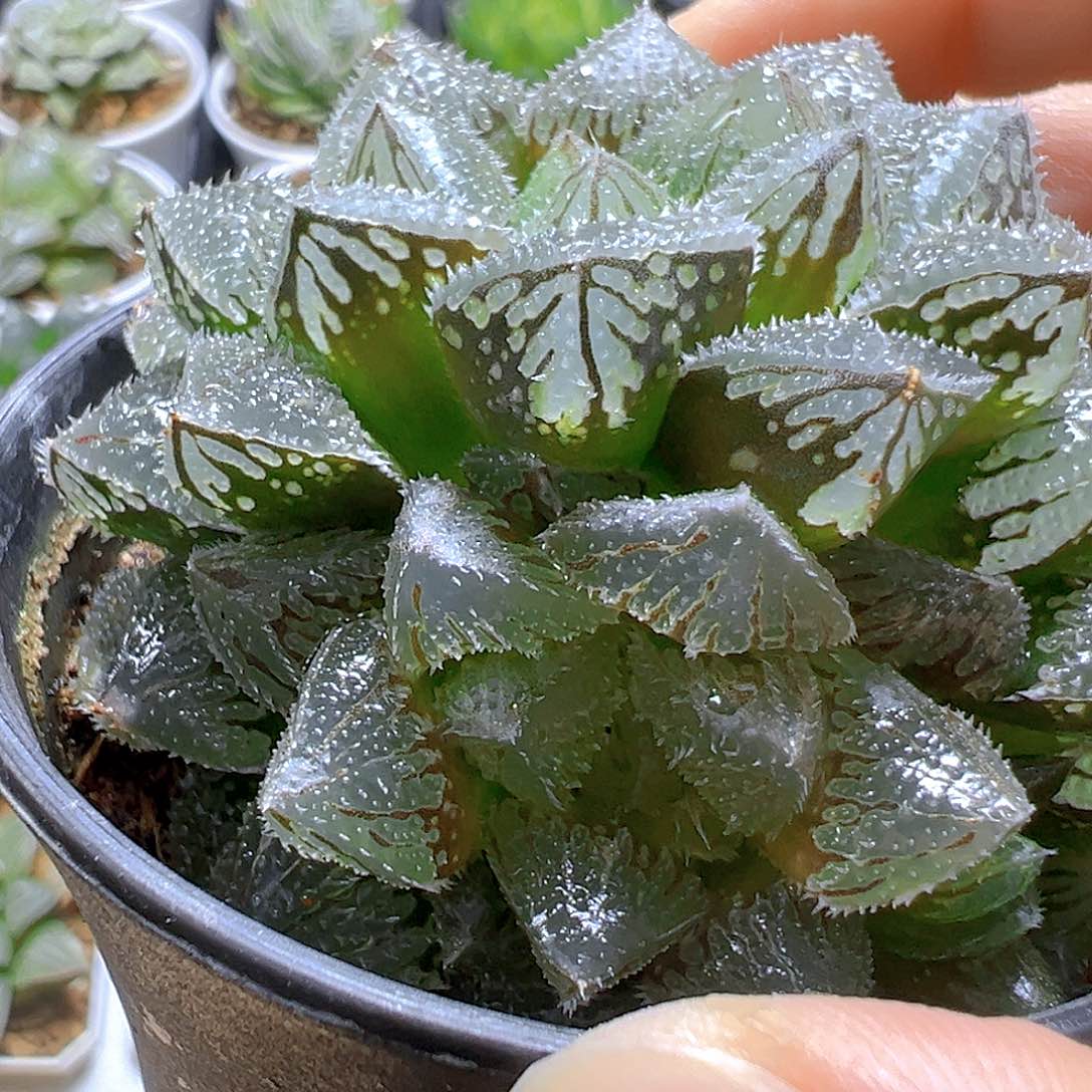 魔刺寿多肉多肉多肉多肉