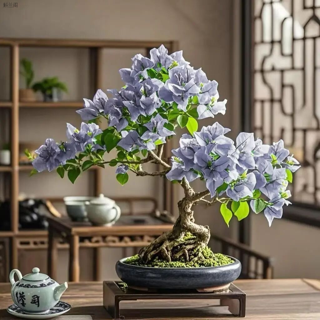 新品灰姑娘三角梅绿植盆栽花卉阳台庭院楼顶四季开花勤花优良品种