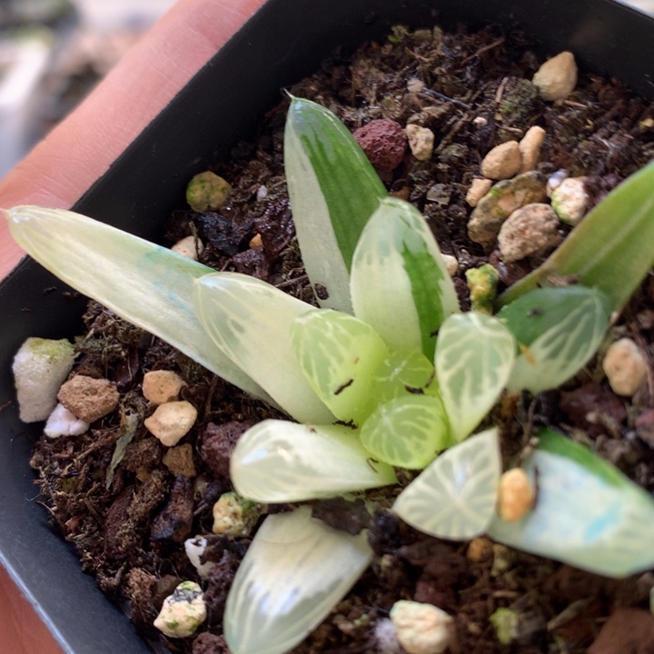 玉露锦带盆土发货