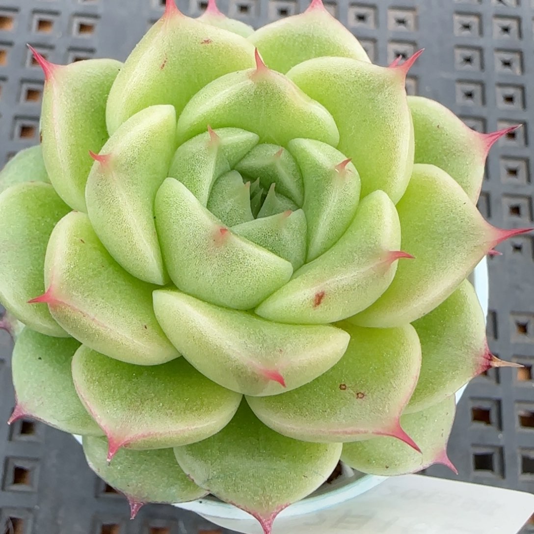 花语逸境0216-151