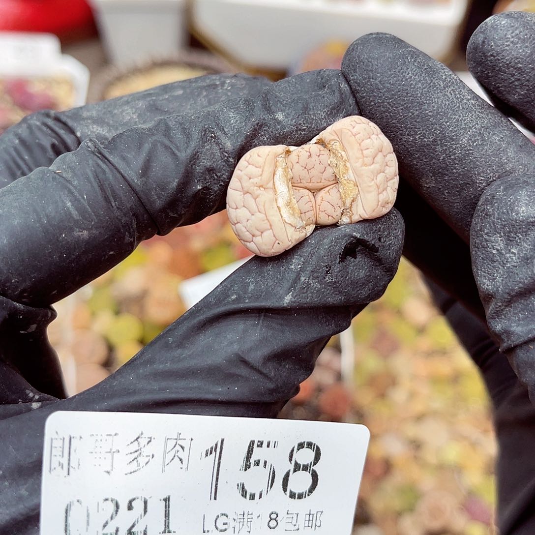 生石花满18包邮21-158