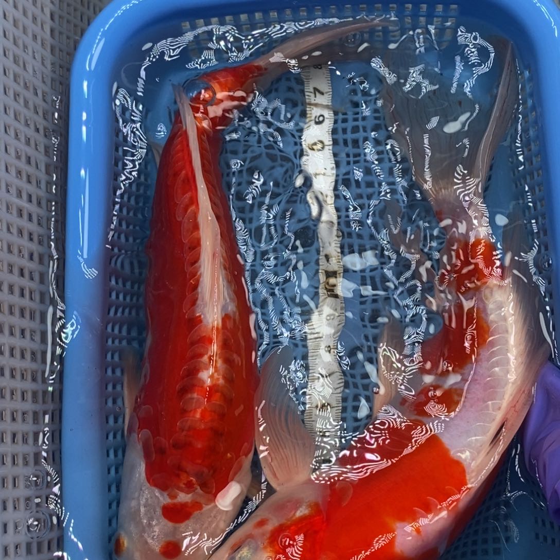 锦鲤冷水锦鲤包邮