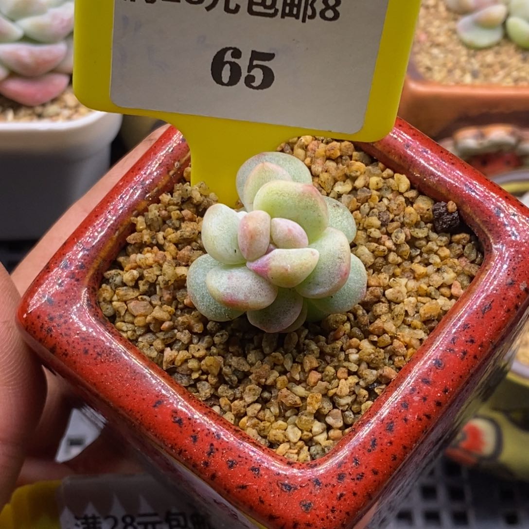 865冰玉石化锦带锦多肉