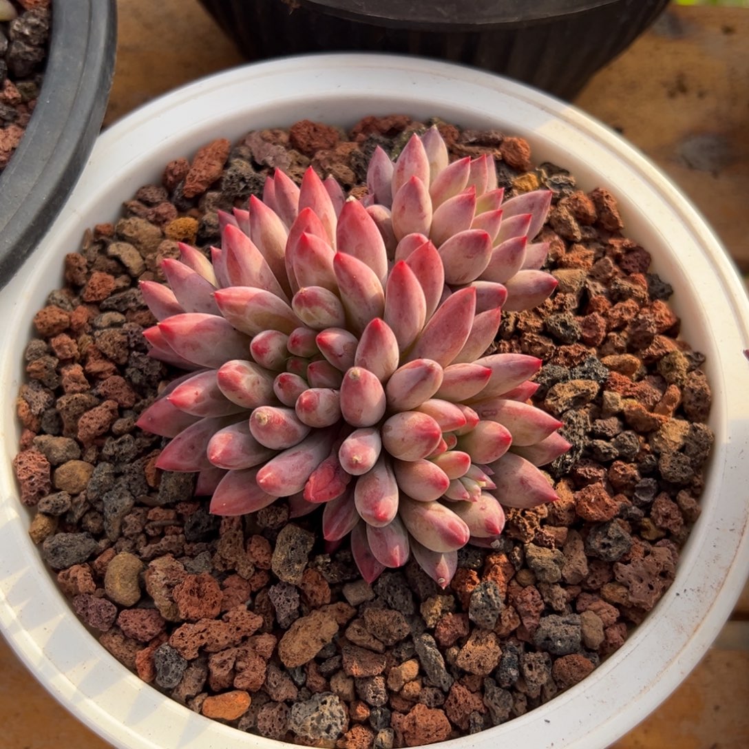 多肉虞美人【非偏远地区满18包邮】