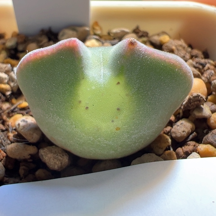 w242。优选青蛙3年大眼睛必爆双 88折后价