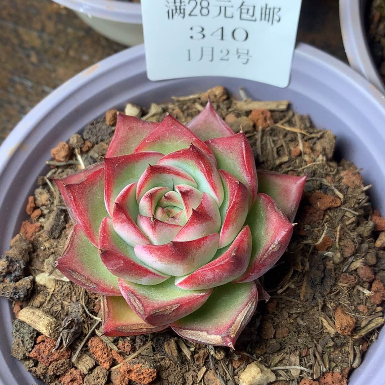 【闪购商品】云340号