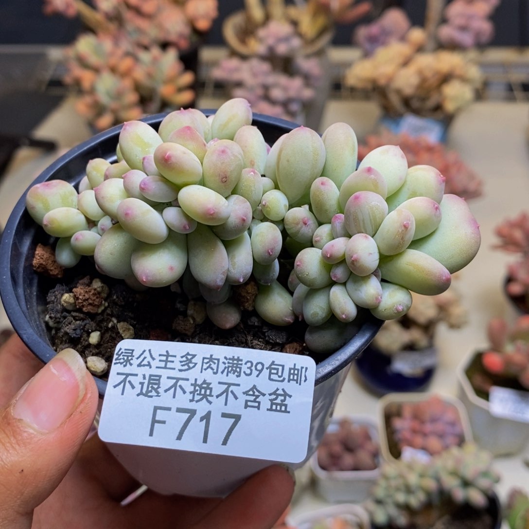 717苹果奶四代缀多肉7c m