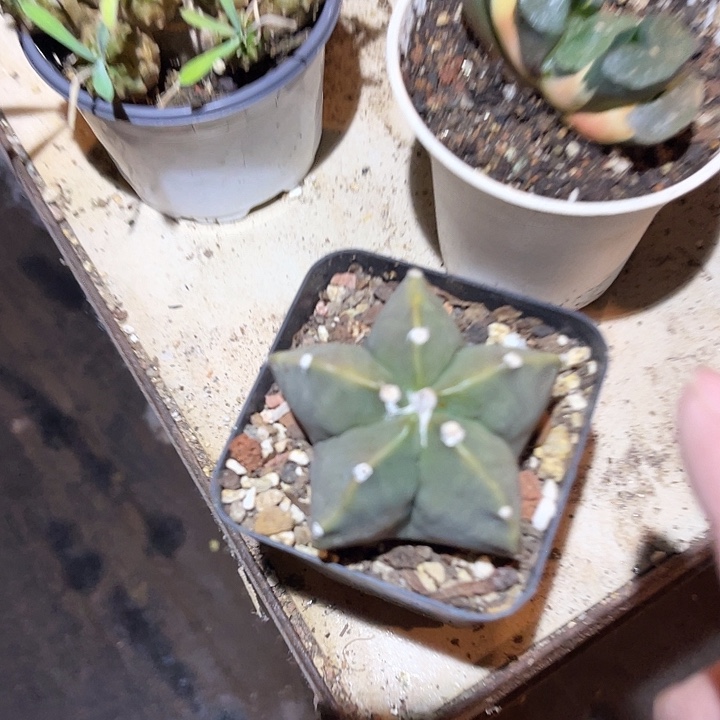 满38包邮2天凑单，脱土晾根发货多肉植物