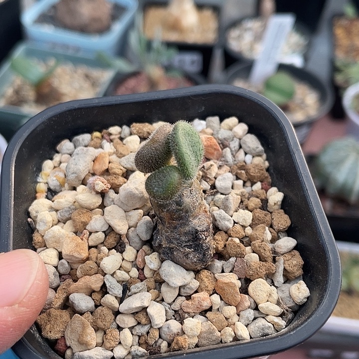 354产地薛辉圣塔奇峰锦