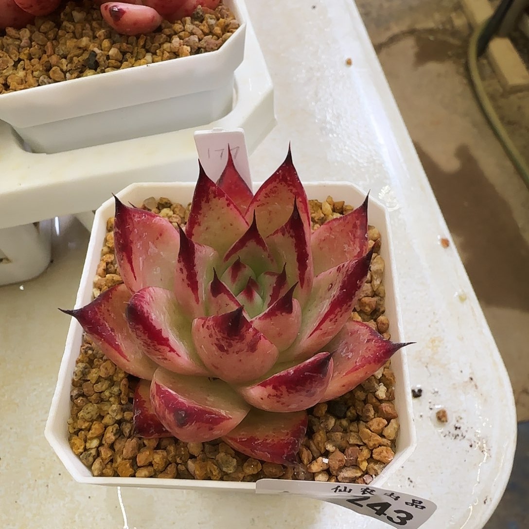 东云，243，仙农出品