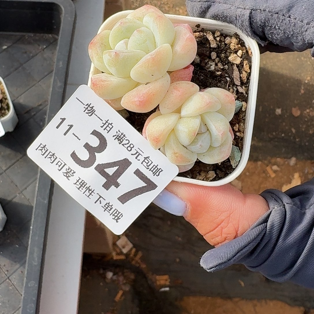 冰玉无盆土发货无