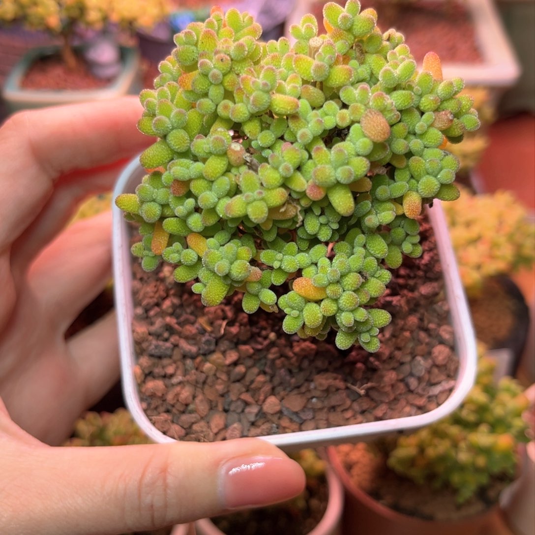 176金橘可爱多肉植物