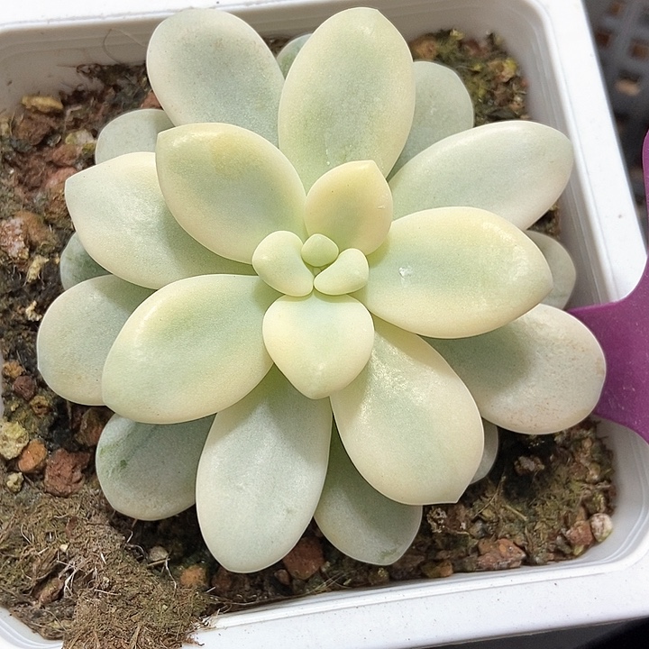 多肉植物洛神锦1981多肉