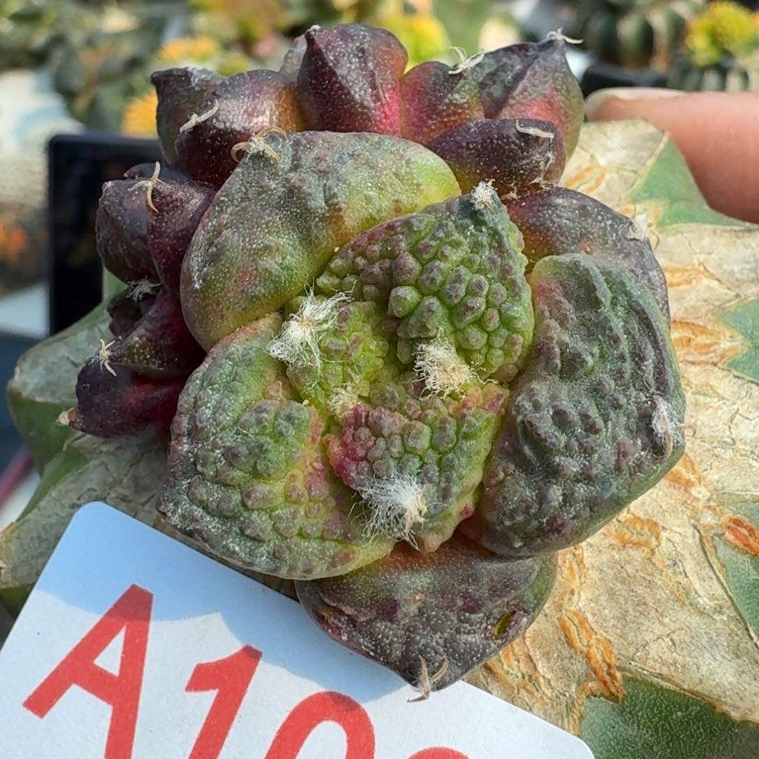 【闪购商品】苗接哥斯拉牡丹锦109仙人球