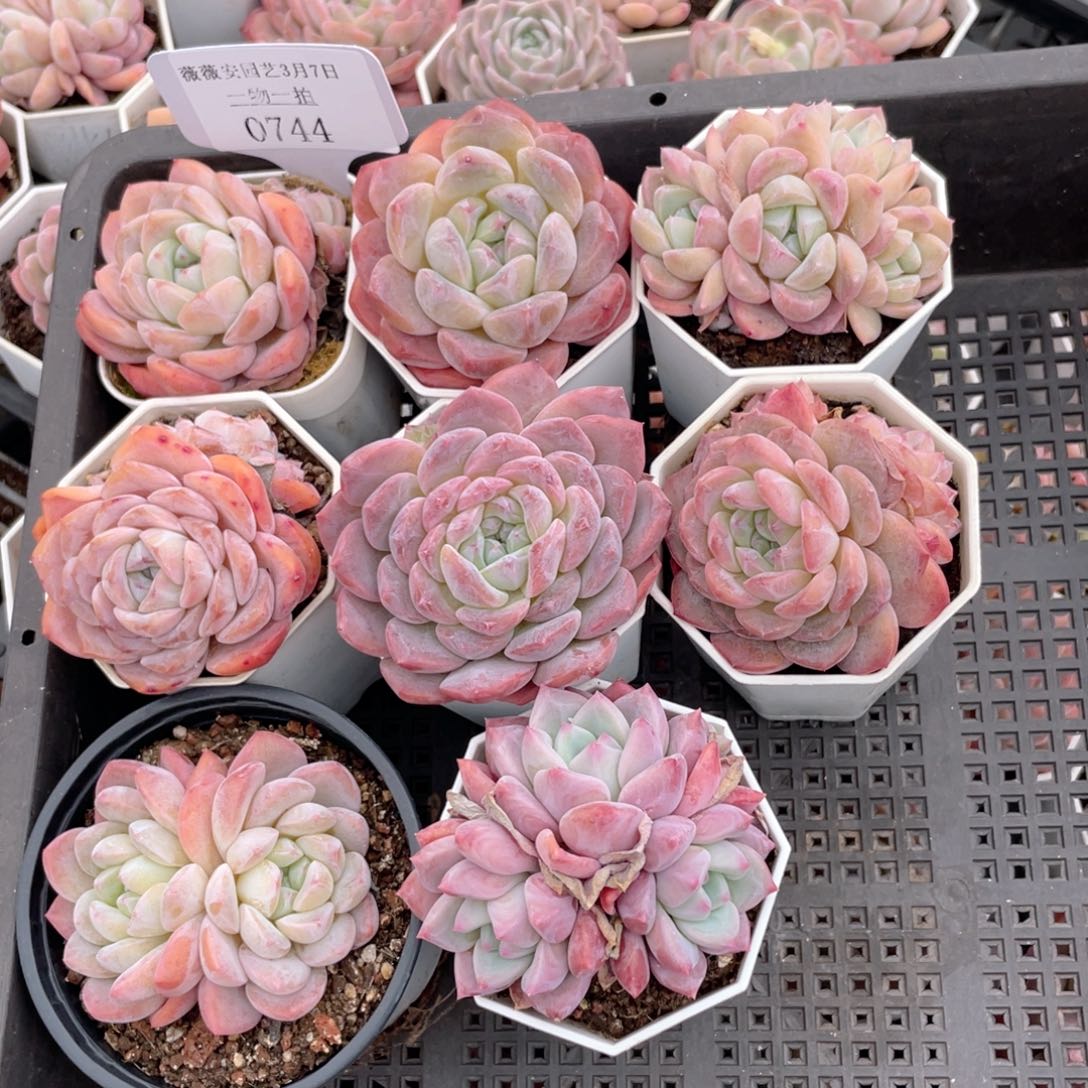 薇薇安园艺多肉0744