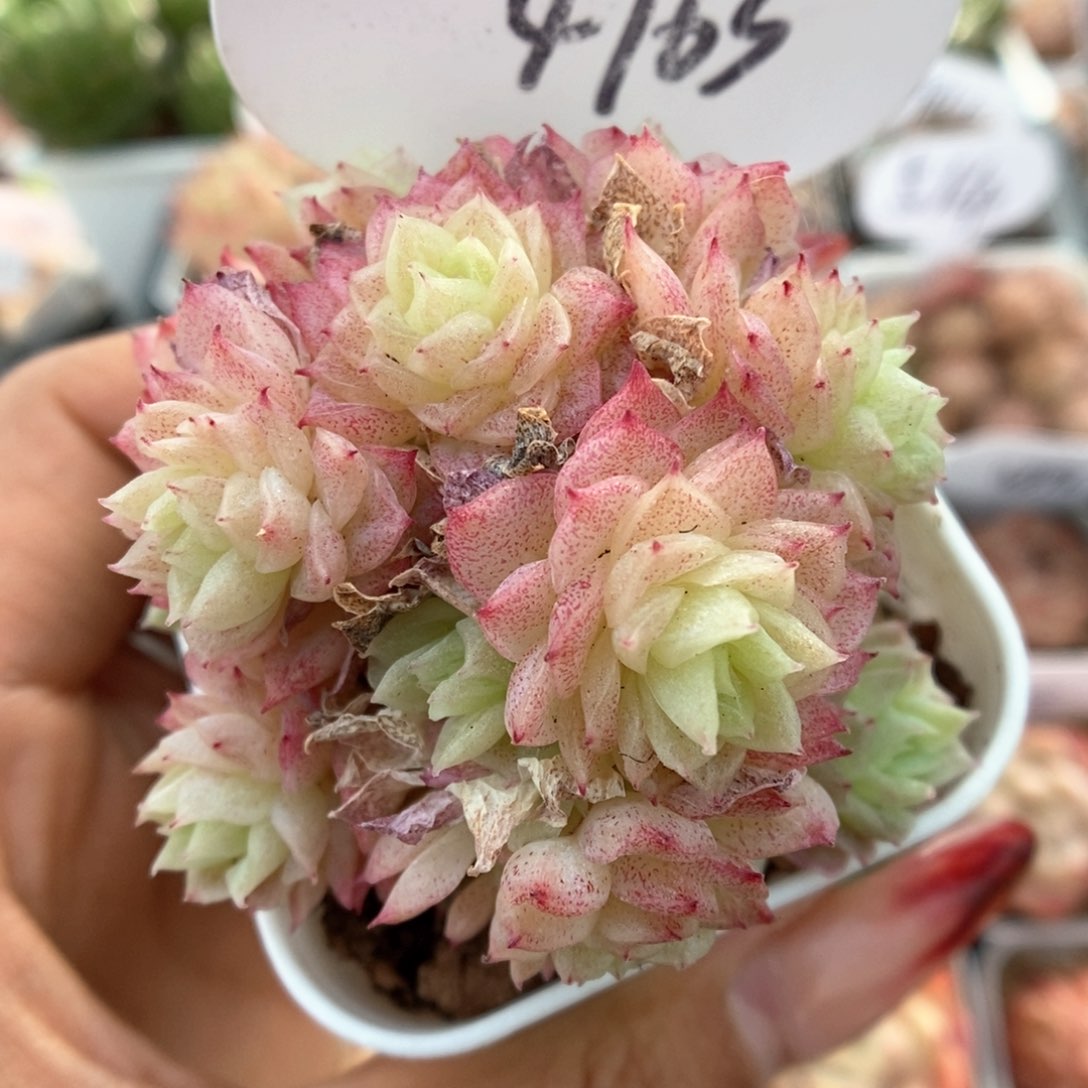 花朵脸麦秆群生4763号